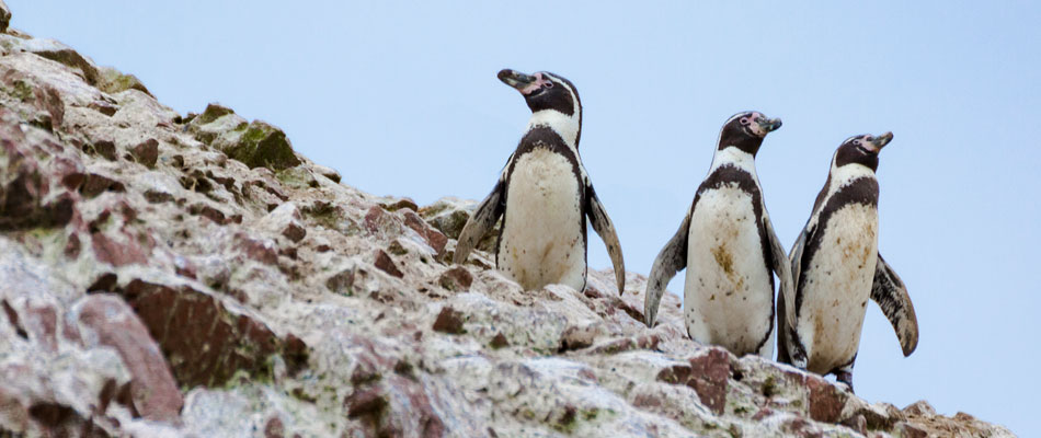 Islas Ballestas - Huacachina- Destilaria Caravedo - Tour de Tubulares Sandboarding