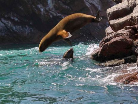 Full Day Islas Ballestas