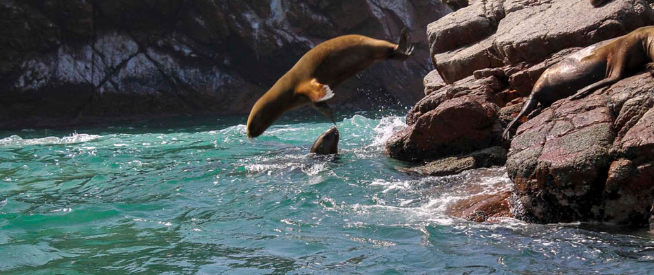 Full Day Islas Ballestas